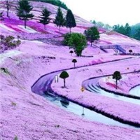 北海道东藻琴公园芝樱盛开头像图片