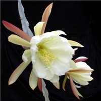 令箭荷花头像图片