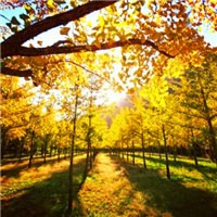 秋日骄阳头像图片