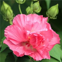 木芙蓉头像图片