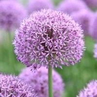 大花葱头像图片