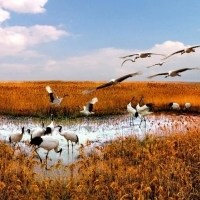 湿地景观头像图片