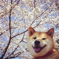 樱花树下的狗狗头像图片