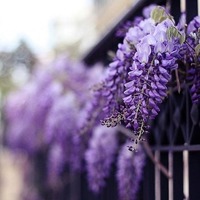 纯纯紫色头像图片