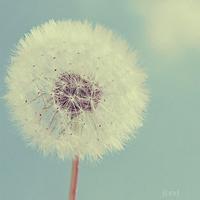 蒲公英头像图片