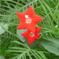 五角星花头像图片