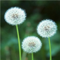 美丽的花朵头像图片