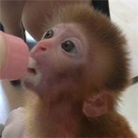 日本袖珍石猴头像图片