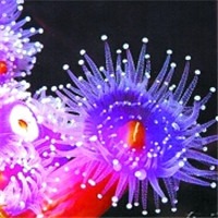 海底之光头像图片