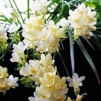 小苍兰头像图片