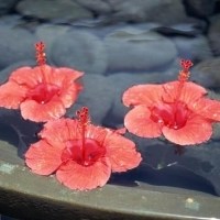 水面的花朵头像图片
