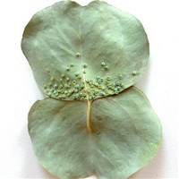 缝纫拼贴树叶头像图片