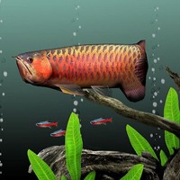 金龙鱼头像图片