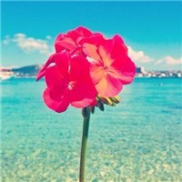花儿与海水头像图片