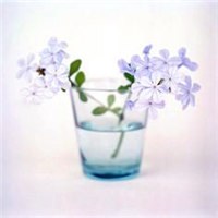 瓶中的小花朵头像图片