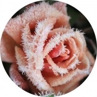 圆里的花朵头像图片