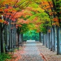 林中小路头像图片