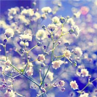 紫色的微熏真是令人陶醉头像图片