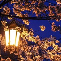 夜色樱花，别样的美。头像图片