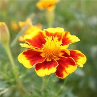 孔雀草头像图片