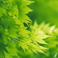 有意境的树叶头像图片