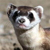 黑足雪貂头像图片