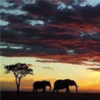 非洲大草原头像图片