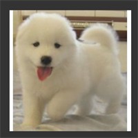 萨摩耶犬头像图片