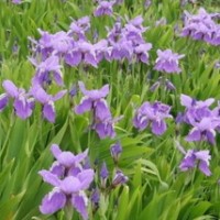 鸢尾/蓝蝴蝶头像图片