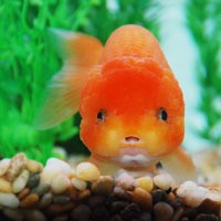 可爱的小金鱼头像图片