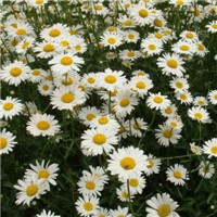 小雏菊头像图片