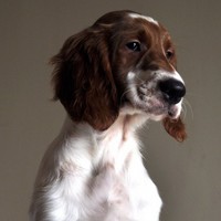 爱尔兰雪达犬头像图片