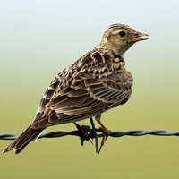 百灵鸟头像图片