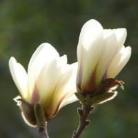 玉兰花头像图片