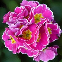 樱花草头像图片