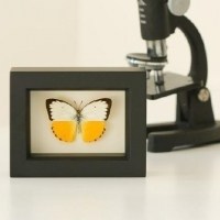 蝴蝶标本头像图片