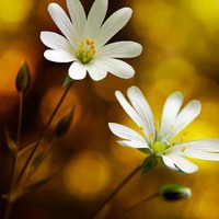 清新淡雅素色系头像图片