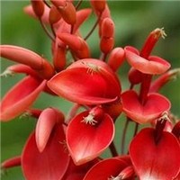 红色花卉头像图片