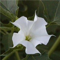 曼陀罗花头像图片