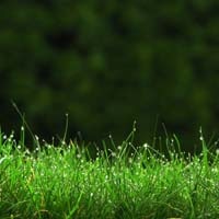 绿色植物 高清头像图片