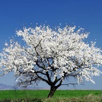 樱花树头像图片