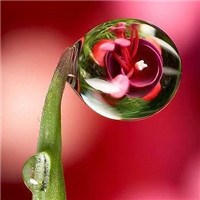 水滴里的花朵头像图片