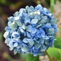 绣球花头像图片