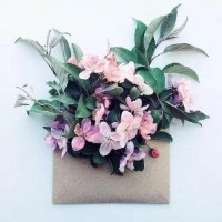 装在信封里的花头像图片