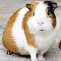 小豚鼠头像图片