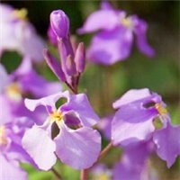 簇拥的小花朵头像图片