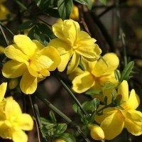 黄素馨头像图片