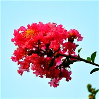 紫薇也大集结了啊头像图片