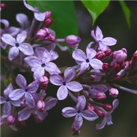 丁香小花朵头像图片