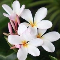 素馨花头像图片